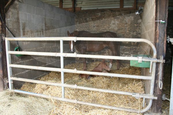Cheval au box visualis� � distance 